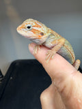 OD73, male, hypo, trans, Het Zero, Het Witblits, and Het Wero Bearded Dragon for sale