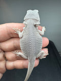#1552, Female, hypo, possible het wits, Zero Bearded Dragon for sale