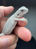 #1552, Female, hypo, possible het wits, Zero Bearded Dragon for sale