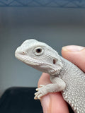 #1552, Female, hypo, possible het wits, Zero Bearded Dragon for sale