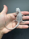 #1552, Female, hypo, possible het wits, Zero Bearded Dragon for sale