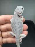 #1553, male, hypo, possible het wits, Zero Bearded Dragon for sale