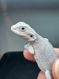 #1553, male, hypo, possible het wits, Zero Bearded Dragon for sale