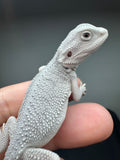 #1553, male, hypo, possible het wits, Zero Bearded Dragon for sale