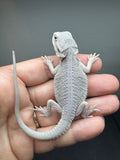 #1553, male, hypo, possible het wits, Zero Bearded Dragon for sale