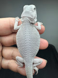 #1554, male, hypo, possible het wits/trans, Zero Bearded Dragon for sale