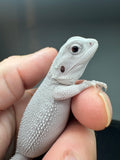 #1554, male, hypo, possible het wits/trans, Zero Bearded Dragon for sale