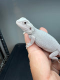 #1554, male, hypo, possible het wits/trans, Zero Bearded Dragon for sale