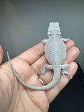 #1554, male, hypo, possible het wits/trans, Zero Bearded Dragon for sale