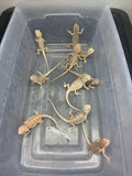 G183, 10 Bearded Dragon wholesale group for sale