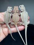 G183, 10 Bearded Dragon wholesale group for sale