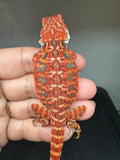 RM932, female, leatherback, possible het hypo, 50% Red Monster bearded dragon for sale