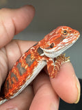 RM932, female, leatherback, possible het hypo, 50% Red Monster bearded dragon for sale