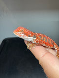 RM932, female, leatherback, possible het hypo, 50% Red Monster bearded dragon for sale
