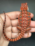 RM932, female, leatherback, possible het hypo, 50% Red Monster bearded dragon for sale