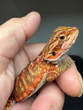 RM933, male, leatherback, possible het hypo, 75% Red Monster bearded dragon for sale