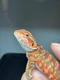 RM933, male, leatherback, possible het hypo, 75% Red Monster bearded dragon for sale