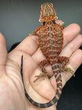 RM933, male, leatherback, possible het hypo, 75% Red Monster bearded dragon for sale