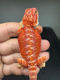 RM934, male, hypo, possible het Witblits, 50% Red Monster bearded dragon for sale