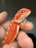 RM934, male, hypo, possible het Witblits, 50% Red Monster bearded dragon for sale