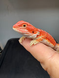 RM934, male, hypo, possible het Witblits, 50% Red Monster bearded dragon for sale