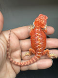RM934, male, hypo, possible het Witblits, 50% Red Monster bearded dragon for sale