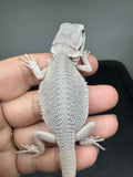 #1555, male, hypo, possible het wits, Zero Bearded Dragon for sale