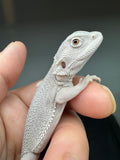 #1555, male, hypo, possible het wits, Zero Bearded Dragon for sale