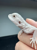#1555, male, hypo, possible het wits, Zero Bearded Dragon for sale