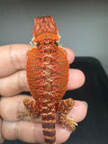RM935, male, possible het hypo, possible het Witblits, 50% Red Monster bearded dragon for sale