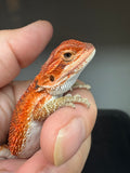 RM935, male, possible het hypo, possible het Witblits, 50% Red Monster bearded dragon for sale