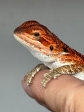 RM935, male, possible het hypo, possible het Witblits, 50% Red Monster bearded dragon for sale