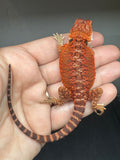 RM935, male, possible het hypo, possible het Witblits, 50% Red Monster bearded dragon for sale