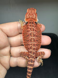 RM936, male, possible het hypo, possible het Witblits, 50% Red Monster bearded dragon for sale