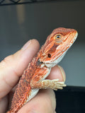 RM936, male, possible het hypo, possible het Witblits, 50% Red Monster bearded dragon for sale