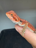 RM936, male, possible het hypo, possible het Witblits, 50% Red Monster bearded dragon for sale