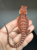 RM936, male, possible het hypo, possible het Witblits, 50% Red Monster bearded dragon for sale