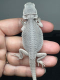 #1556, male, hypo, possible het wits, Zero Bearded Dragon for sale