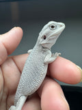 #1556, male, hypo, possible het wits, Zero Bearded Dragon for sale