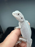 #1556, male, hypo, possible het wits, Zero Bearded Dragon for sale