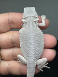 #1557, male, hypo, possible het wits, Zero Bearded Dragon for sale