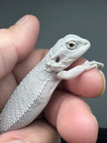#1557, male, hypo, possible het wits, Zero Bearded Dragon for sale