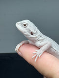 #1557, male, hypo, possible het wits, Zero Bearded Dragon for sale