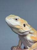 #1494, male, hypo, leatherback, possible het trans, possible het zero, Witblits Bearded dragon for sale