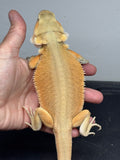 #1494, male, hypo, leatherback, possible het trans, possible het zero, Witblits Bearded dragon for sale