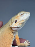 #1494, male, hypo, leatherback, possible het trans, possible het zero, Witblits Bearded dragon for sale
