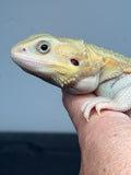 #1501, male, hypo, trans, possible het zero, Witblits Bearded dragon for sale