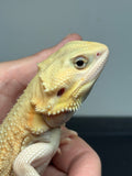 #1501, male, hypo, trans, possible het zero, Witblits Bearded dragon for sale