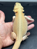 #1501, male, hypo, trans, possible het zero, Witblits Bearded dragon for sale