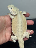 #1519, female, hypo, possible het trans, possible het zero, Witblits Bearded dragon for sale